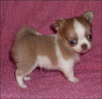 Comment s'appelle cette race de chien ?