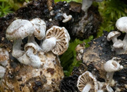 Quiz Identification des champignons( nom latin)