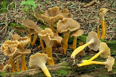 Sur cette photo j'identifie (un)-(une) ?