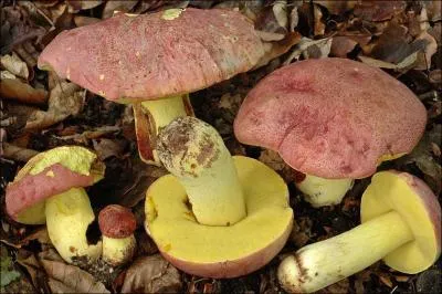 Sur cette photo j'identifie (un)-(une) ?