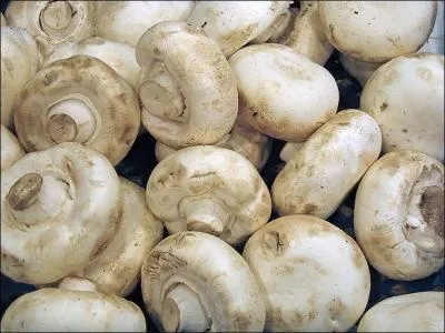 Sur cette photo j'identifie (un)-(une) ?