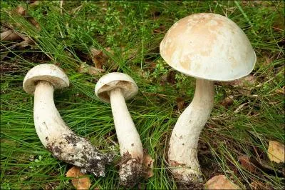 Sur cette photo j'identifie (un)-(une) ?