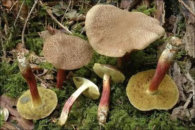 Sur cette photo j'identifie (un)-(une) ?