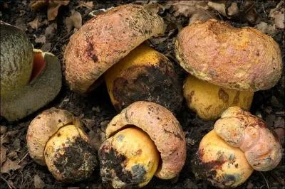 Sur cette photo j'identifie (un)-(une) ?