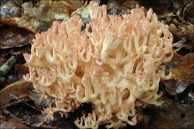 Sur cette photo j'identifie (un)-(une) ?