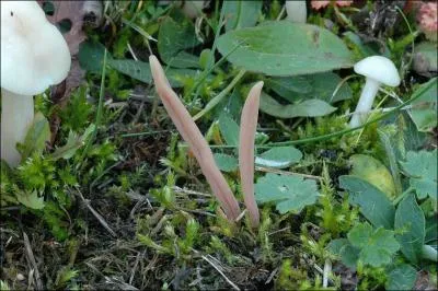 Sur cette photo j'identifie (un)-(une) ?