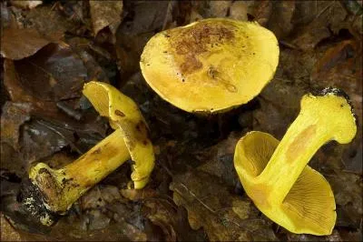 Sur cette photo j'identifie (un)-(une) ?