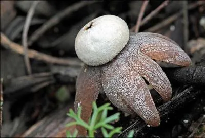 Sur cette photo j'identifie (un)-(une) ?