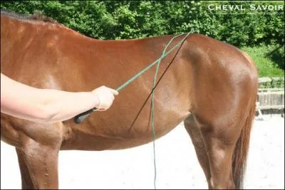 Comment s'appelle la partie du corps du cheval, montre  l'image ?