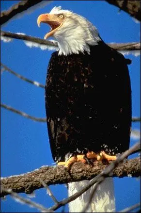 Quel est ce volatile ?