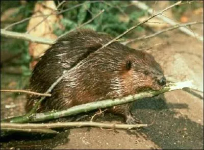 Quel est cet animal ?