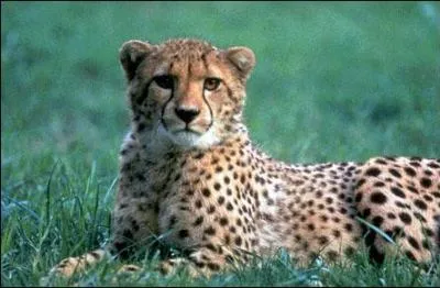 Quel est cet animal ?