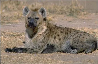 Quel est cet animal ?