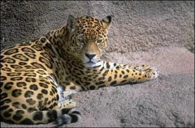 Quel est cet animal ?