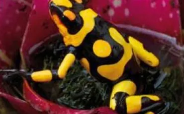 Quiz Amphibiens