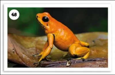 Comment s'appelle cet amphibien ?