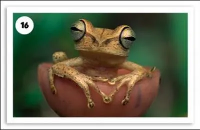 Comment s'appelle cette rainette ?