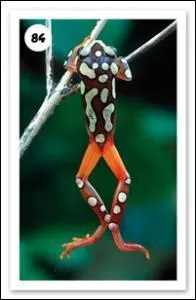 Comment s'appelle cet amphibien ?