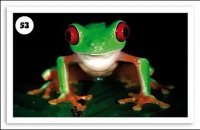 Comment s'appelle cette grenouille ?