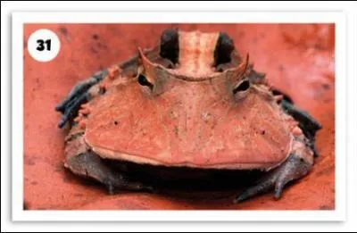 Comment s'appelle cet amphibien ?