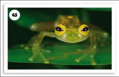 Comment s'appelle cette grenouille ?