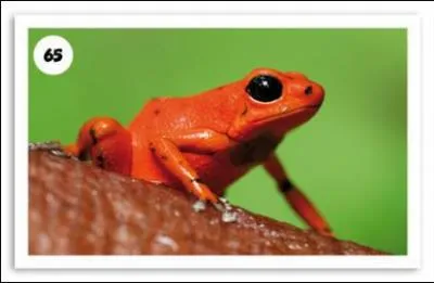 Comment s'appelle cet amphibien ?