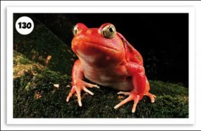 Comment s'appelle cette grenouille ?