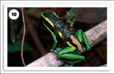 Comment s'appelle cet amphibien ?