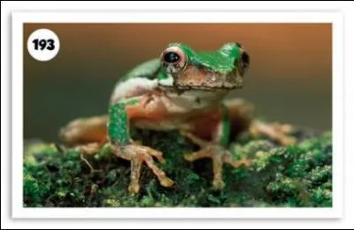 Comment s'appelle cet amphibien ?