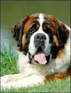 Quelle est cette race de chien ?