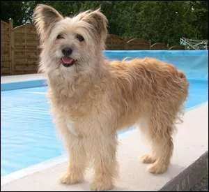 Quelle est cette race de chien ?