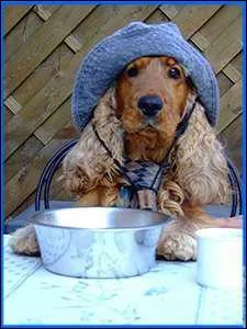 Quelle est cette race de chien ?