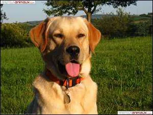 Quelle est cette race de chien ?