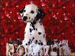 Quelle est cette race de chien ?