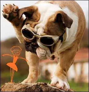 Quelle est cette race de chien ?