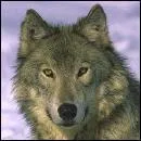 Que signifie l'expression avoir vu le loup ?