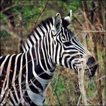 Le zbre est-il un cousin du cheval ?