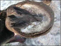 Comment s'appelle le  pied  du cheval ?