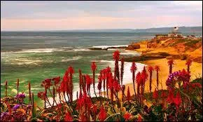 ÉTATS-UNIS : À San Diego, quel animal doit être tenu en laisse sur Market Street ?