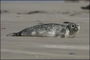 Comment s'appelle cet animal marin ?