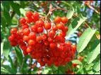 O trouve-t-on des' lingonberries' (lingones) ?