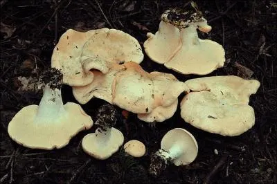 Quelle est la valeur culinaire de ce champignon ?