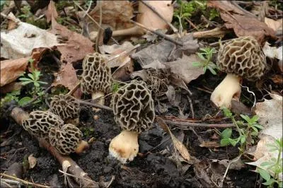 Quelle est la valeur culinaire de ce champignon ?