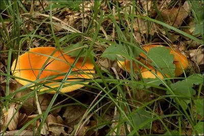 Quelle est la valeur culinaire de ce champignon ?