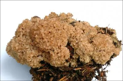 Quelle est la valeur culinaire de ce champignon ?