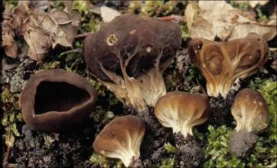 Quelle est la valeur culinaire de ce champignon ?