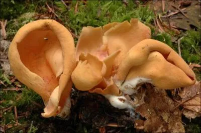 Quelle est la valeur culinaire de ce champignon ?