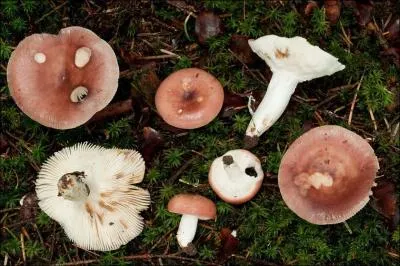 Quelle est la valeur culinaire de ce champignon ?