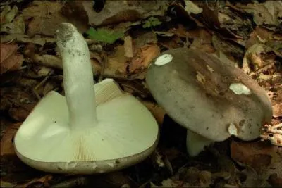Quelle est la valeur culinaire de ce champignon ?