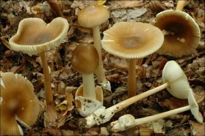 Quelle est la valeur culinaire de ce champignon ?